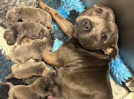 Adorable blue Staffordshire bull terriers puppies