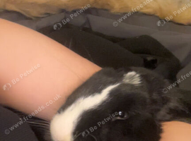 rabbit for sale