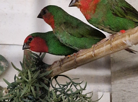 Trio of redfaced parrot finch for sale &pound;140