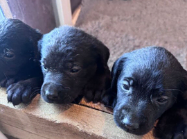 Labrador Retriever