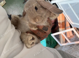 Mini lops