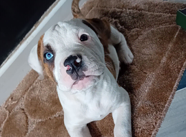 American bulldog puppies
