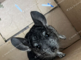 male chinchilla
