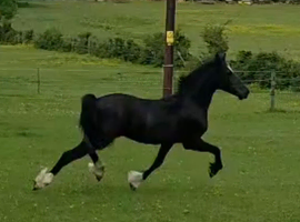 Stunning top quality yearling filly