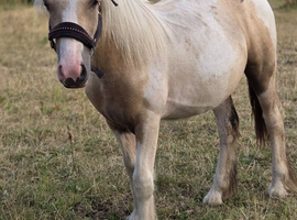Filly to make 13.2