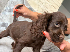 Cocker spaniel puppies looking for a new home