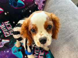 Cavalier King Charles