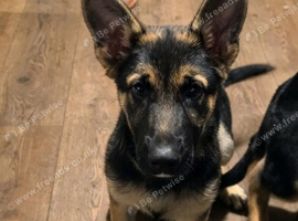 Female german shepherd pup