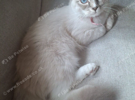 2 beautiful ragdoll queens forsale