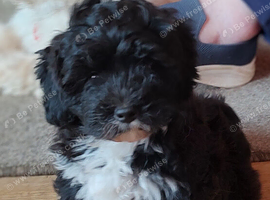 Stunning male pup  poodle cross (Lhasapoo)