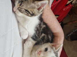 2 beautiful kittens for sale