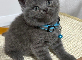 Urgent kittens reduced