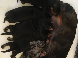 Miniature dachshund puppies
