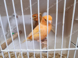 Red factor canaries