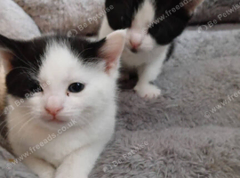 two male kittens for sale