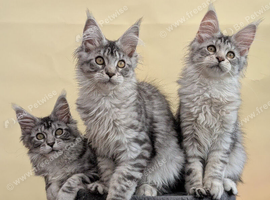 Maine coon kittens