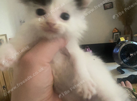 3 flurry kittens