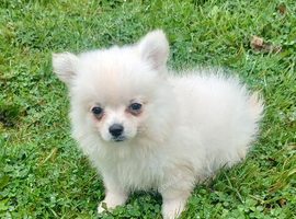 Pomchi (teacup pom/chihuahua)