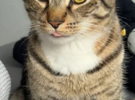 Milo( Domestic Shorthair)