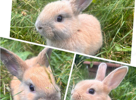 Cute Bunnies
