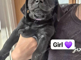 2 Labrador Puppies left