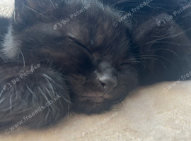 4 beautiful kittens 8 weeks old
