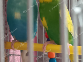 2 young budgies with cage and food