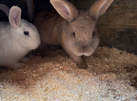 Rabbits