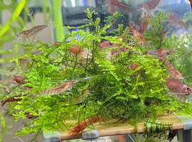 30 LOW GRADE AQUARIUM SHRIMP. MIX OF LOW GRADE CHERRY AND RILI. GREAT CLEAN UP CREW FOR AQUARIUMS