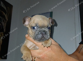 French bulldog female puppy