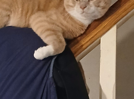 Two adult 2 year old cats looking for s new home