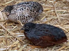Chinese Painted Quail
