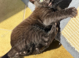 ragdoll cross