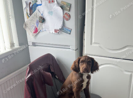 Little brown sprocker puppy