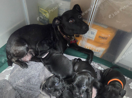 Beautiful Patterdale Puppies