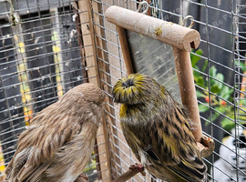 Gloster Canary Pair