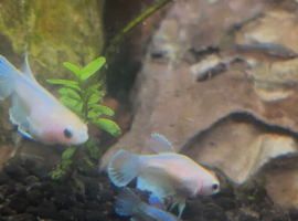 2 months