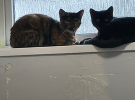 2 x 7 months old kittens