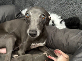 Stunning boy and girl available