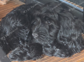REDUCEDLast 2 Girls Left... Absolutely Stunning F1 Cockerpoo Puppies Ready Now!