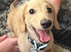 Cream miniature dachshund