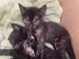 2 Kittens Looking for Their Forever Homes