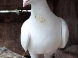PURE WHITE LOGAN PIGEON