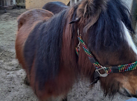 Cob pony