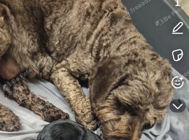 Cockapoo pups