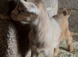 Beautiful Pygmy goats