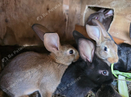 Belgian Hare Black