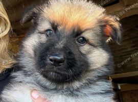 GSD puppies