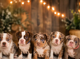 Bully&rsquo;s for sale