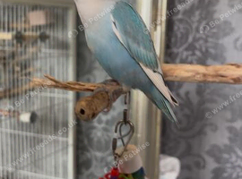 Hand fed tame love bird